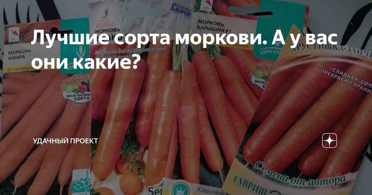 Лучшие сорта моркови. А у вас они какие? | уДачный проект | Дзен