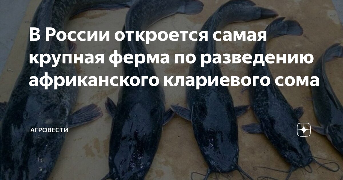 В России откроется самая крупная ферма по разведению африканского ...