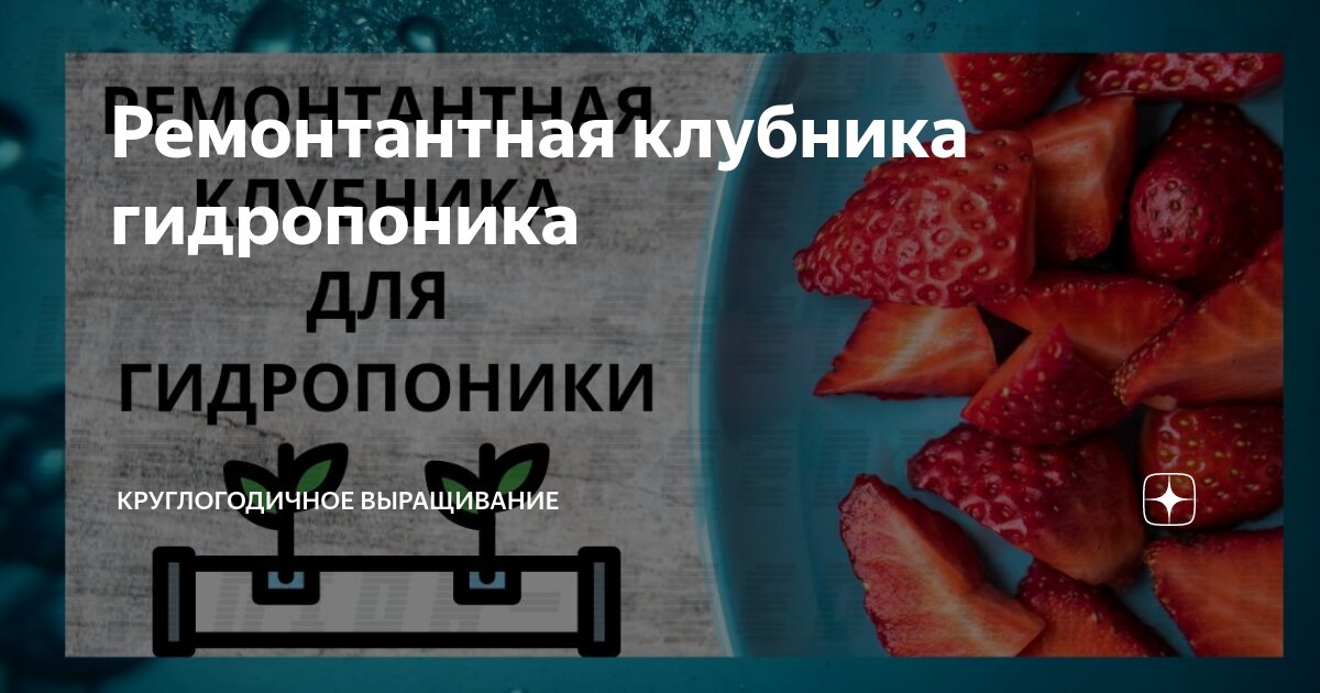 Гидропоника для рассады клубники: преимущества и недостатки метода