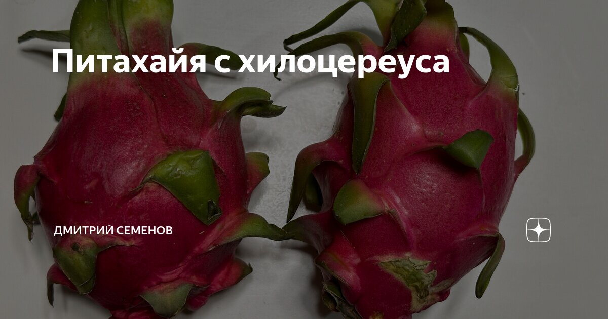 Питахайя с хилоцереуса | Дмитрий Семенов | Дзен
