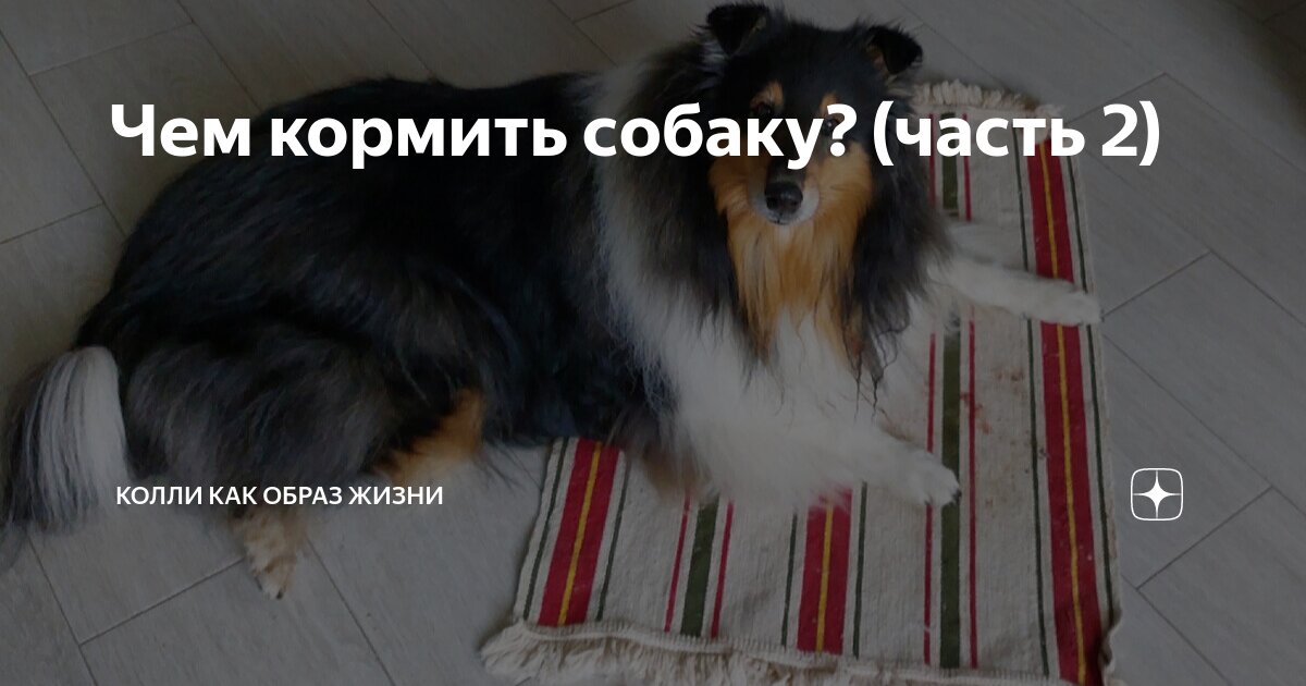 когда лучше кормить собаку до или после прогулки
