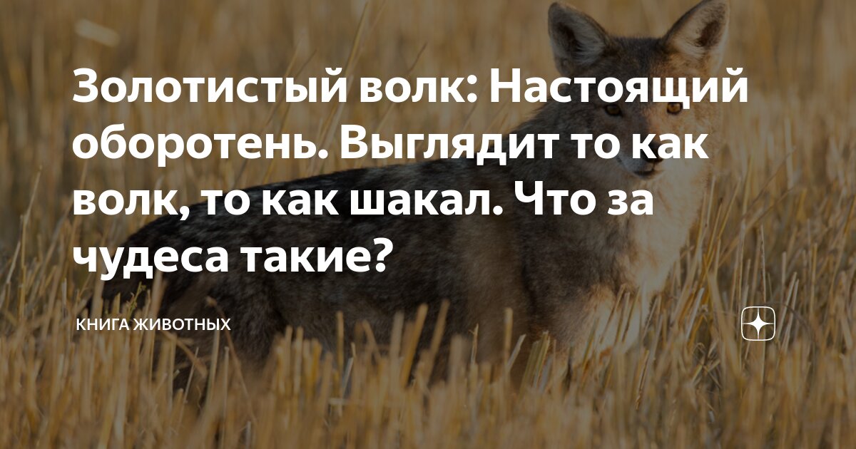 Золотистый волк: Настоящий оборотень. Выглядит то как волк, то как ...