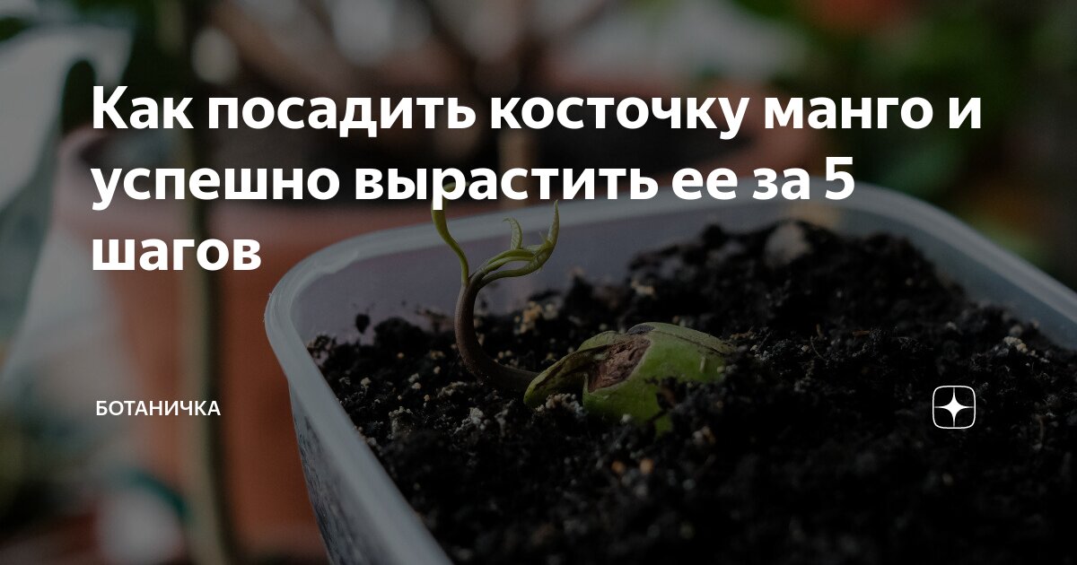 Шаг 2: Подготовка косточки перед посадкой