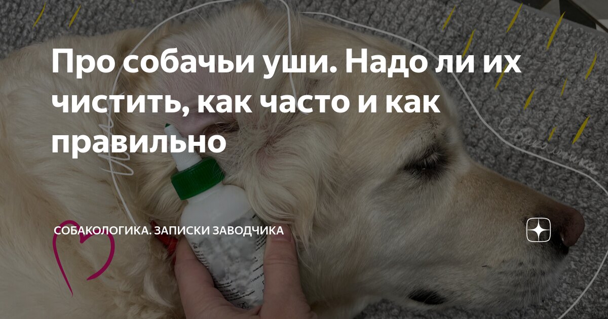 у собаки болит ухо что делать в домашних условиях