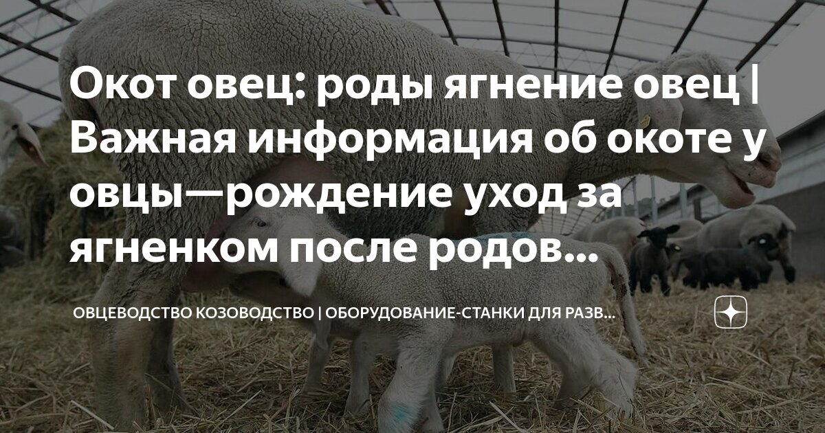 Окот овец: роды ягнение овец | Важная информация об окоте у овцы ...