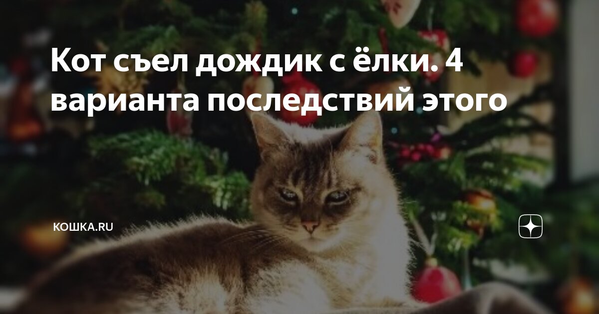 Кот съел дождик с ёлки. 4 варианта последствий этого | Кошка.ru | Дзен
