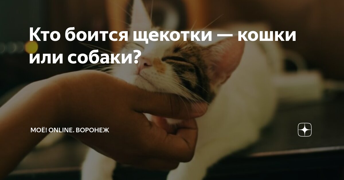 Кто боится щекотки — кошки или собаки? | МОЁ! Online. Воронеж | Дзен