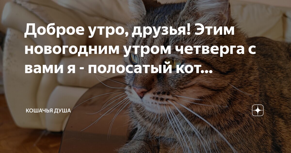 Это котик полосатый