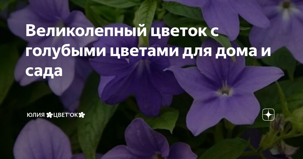 Великолепный цветок с голубыми цветами для дома и сада | Юлия Ламбоцкая ...