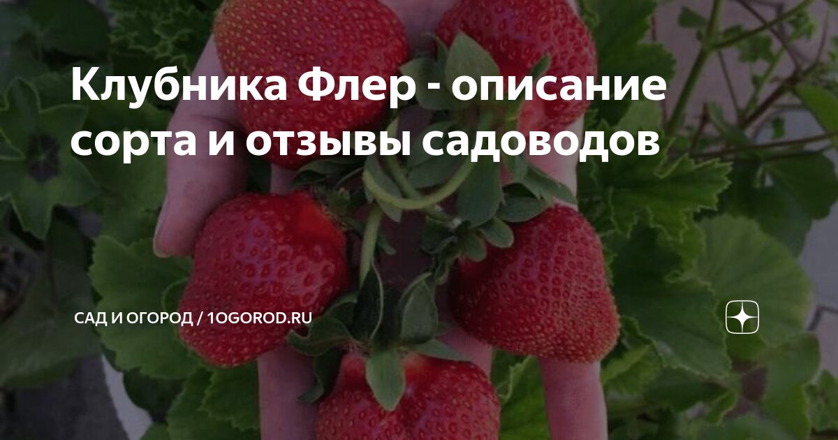 КЛУБНИКА (КРУПНОПЛОДНАЯ) ФЛЁР: купить в Ижевске - цена 340 за 5 шт. - Доставка П