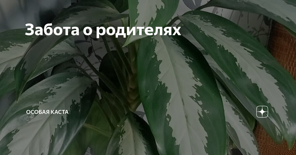 Забота о родителях | Особая Каста | Дзен