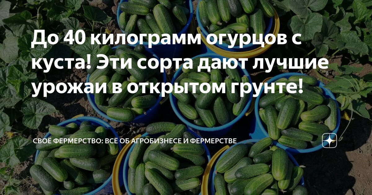 сколько килограмм огурцов даёт один куст