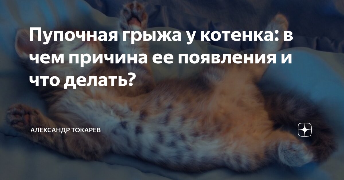 Диафрагмальная грыжа у кота (предположительно врожденная) - 15 сентября 2010 - Ф