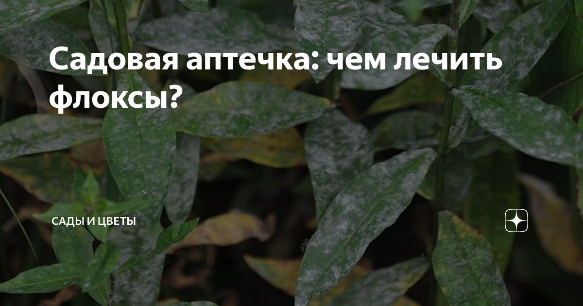 Садовая аптечка: чем лечить флоксы? | Сады и цветы | Дзен