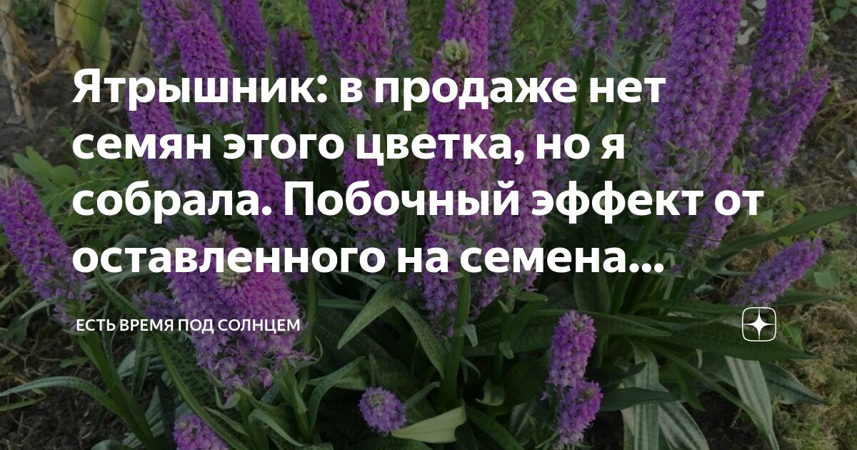 Ятрышник: в продаже нет семян этого цветка, но я собрала. Побочный ...