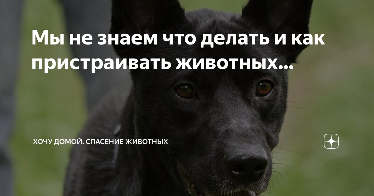 не хочу заводить домашних животных