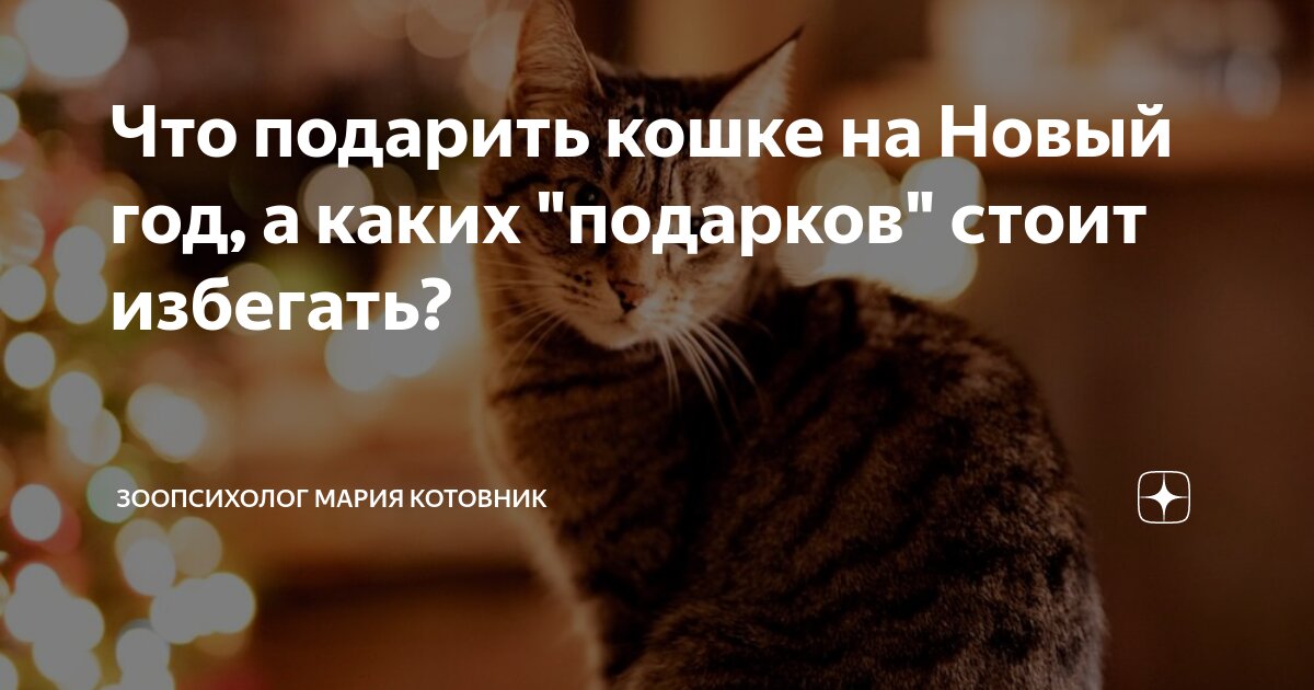Что подарить кошке на Новый год, а каких "подарков" стоит избегать ...