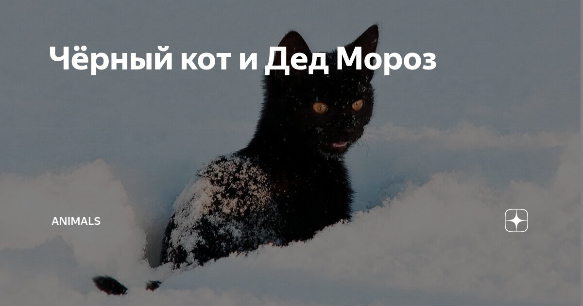 Чёрный кот и Дед Мороз | Animals | Дзен