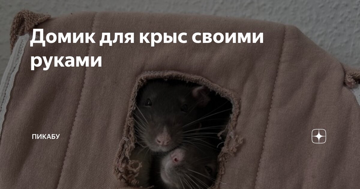 Идеи для создания дома для крысы своими руками