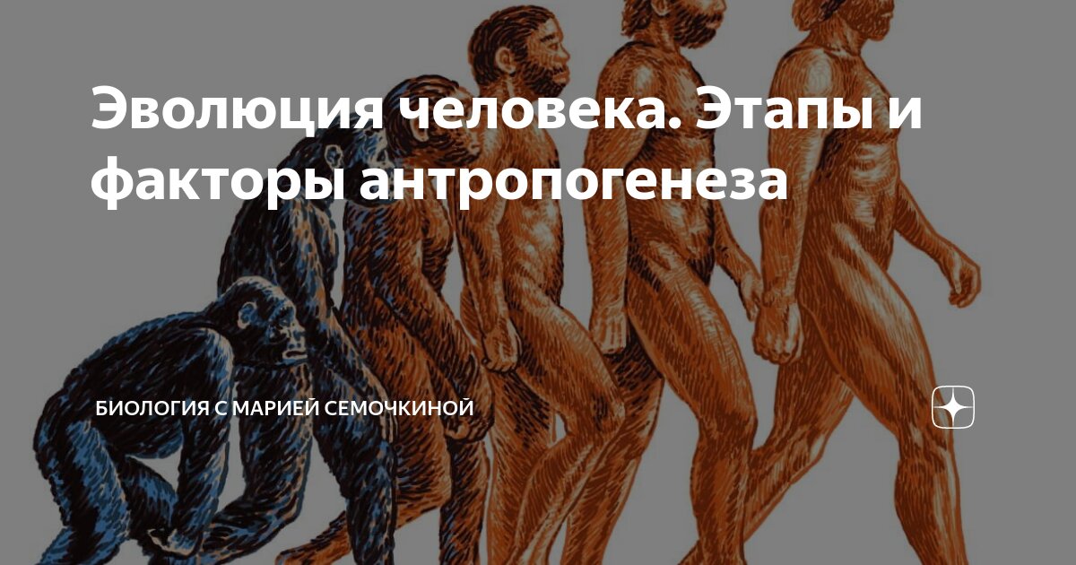 Эволюция человека. Этапы и факторы антропогенеза | Биология с Марией ...