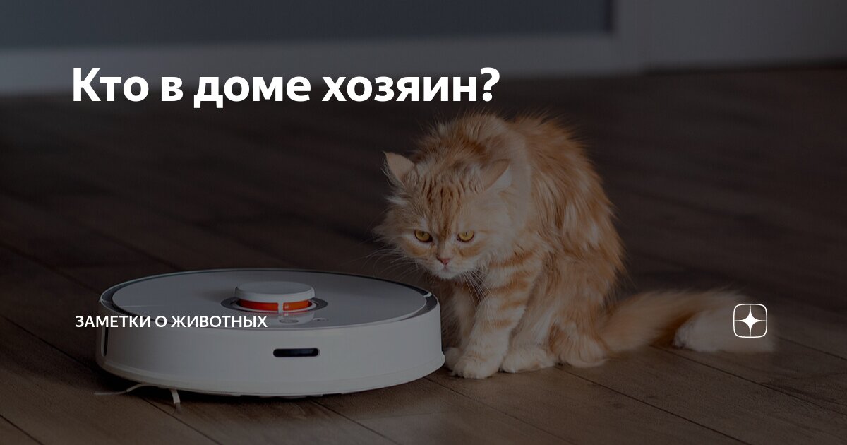 кто в доме хозяин животные