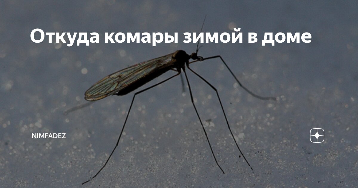 Откуда комары зимой в квартире