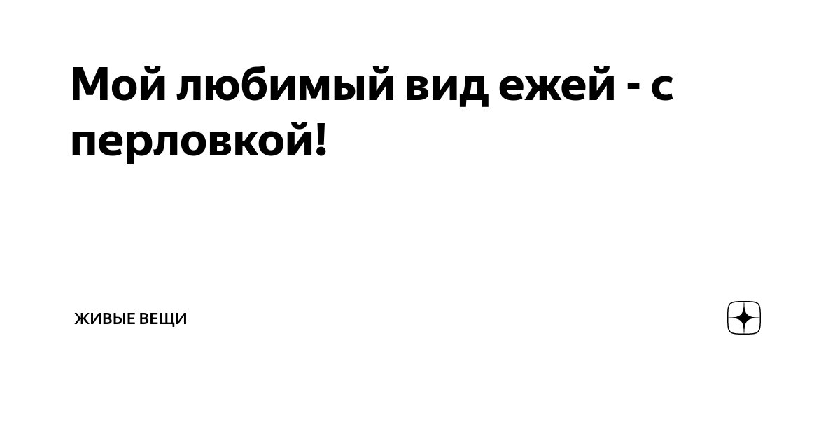 Мой любимый вид ежей - с перловкой! | Живые вещи | Дзен