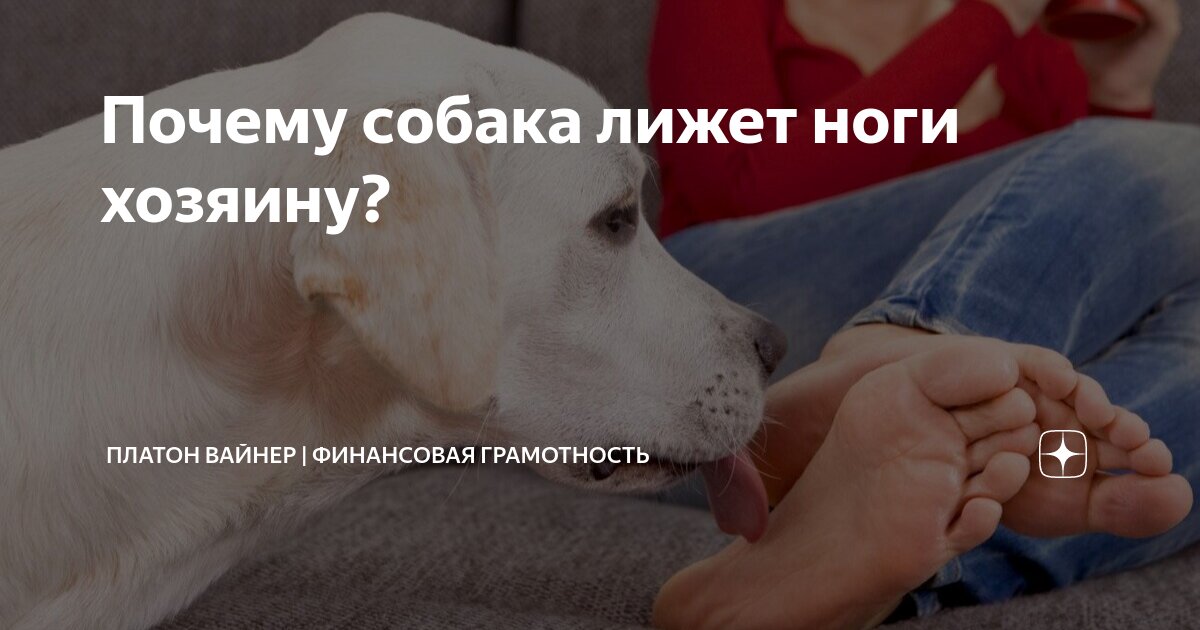 Стафф безумно любит лизать ноги хозяина. Почему?