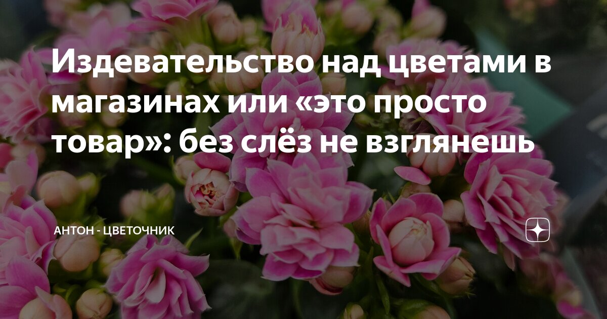 Издевательство над цветами в магазинах или «это просто товар»: без слёз ...