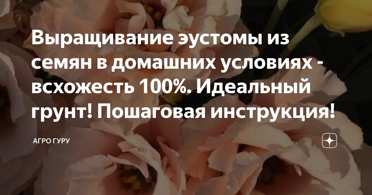 Выращивание эустомы из семян в домашних условиях - всхожесть 100% ...