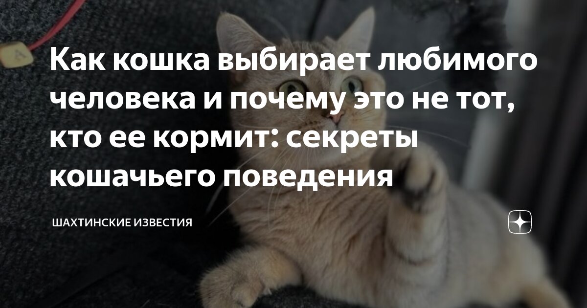 Как кошка выбирает любимого человека и почему это не тот, кто ее кормит:  секреты кошачьего поведения | Шахтинские известия | Дзен