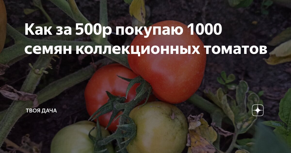 Как за 500р покупаю 1000 семян коллекционных томатов | Твоя Дача | Дзен