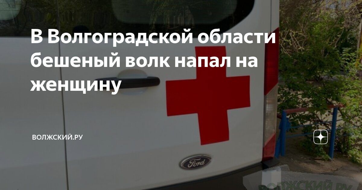 В Волгоградской области бешеный волк напал на женщину | Волжский.ру | Дзен