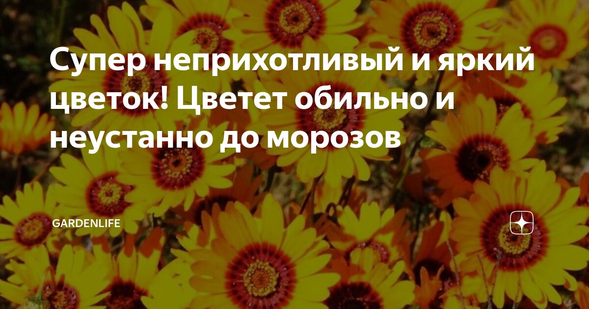 Супер неприхотливый и яркий цветок! Цветет обильно и неустанно до ...