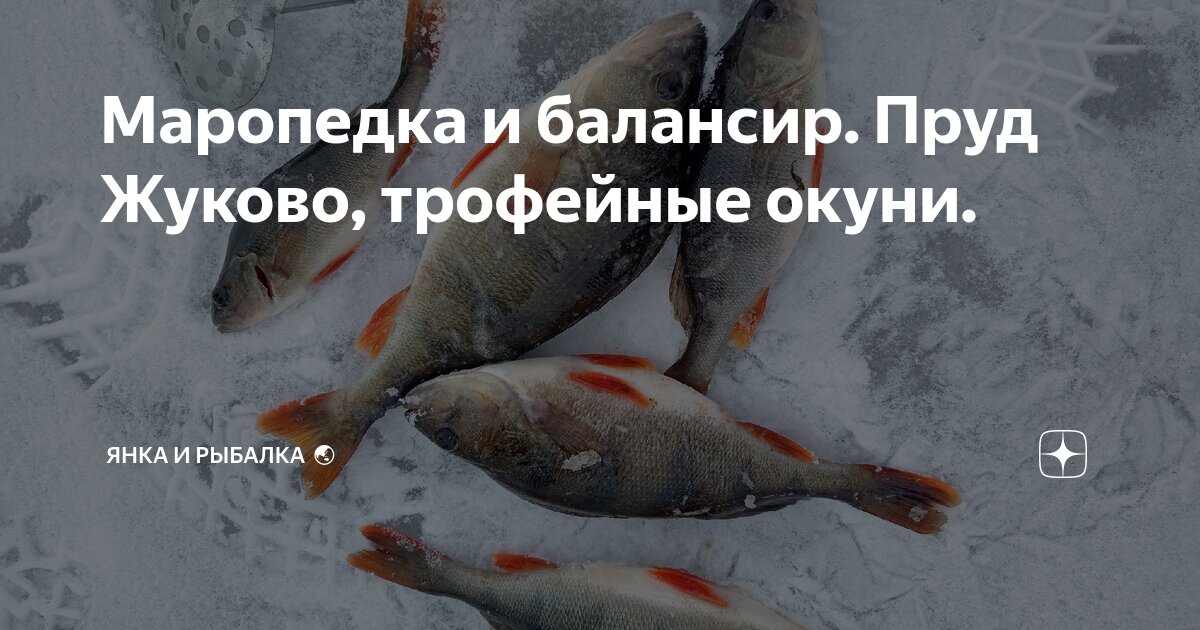 Окуни в водоемах Окуни в водоемах