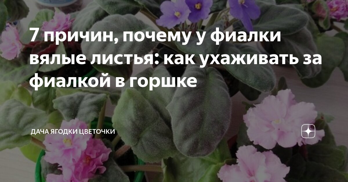 Почему у фиалки вянут листья и теряется упругость? Главная причина в корнях!