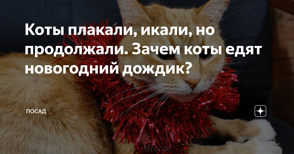 Коты плакали, икали, но продолжали. Зачем коты едят новогодний дождик ...