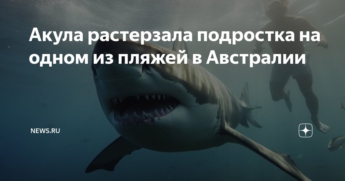 Акула растерзала подростка на одном из пляжей в Австралии | NEWS.ru | Дзен