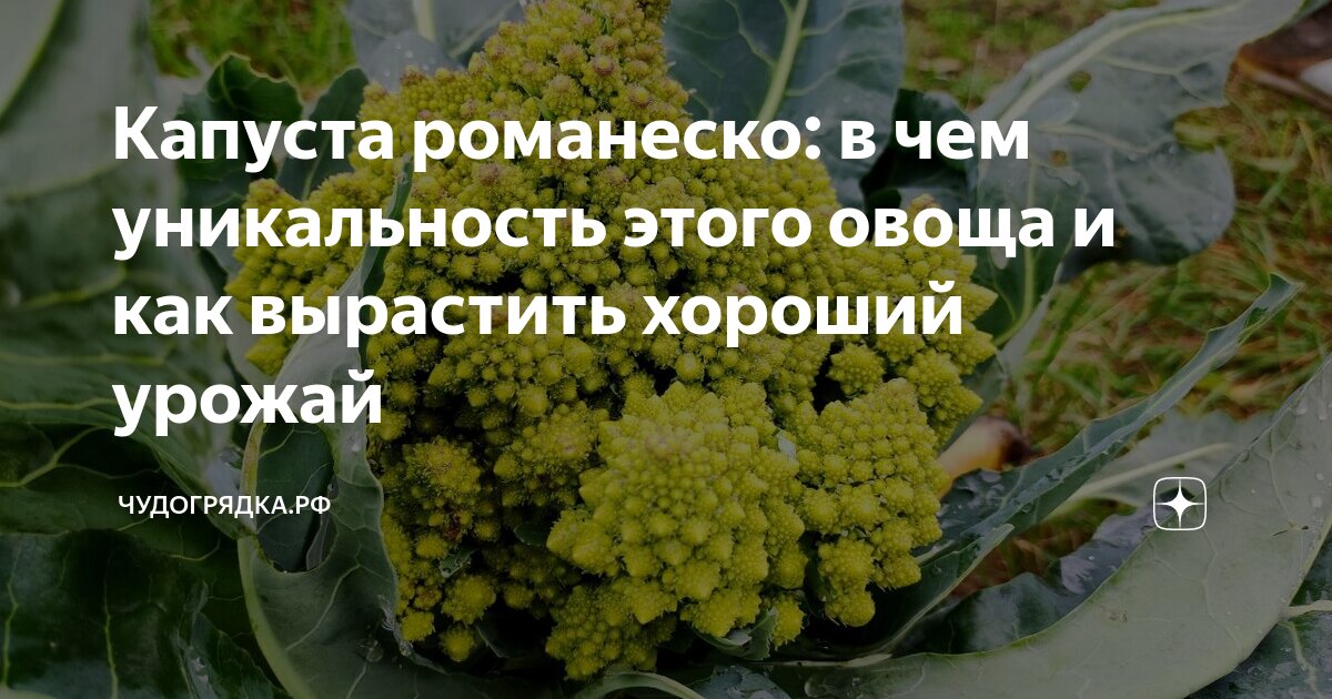 Капуста романеско: как вырастить хороший урожай