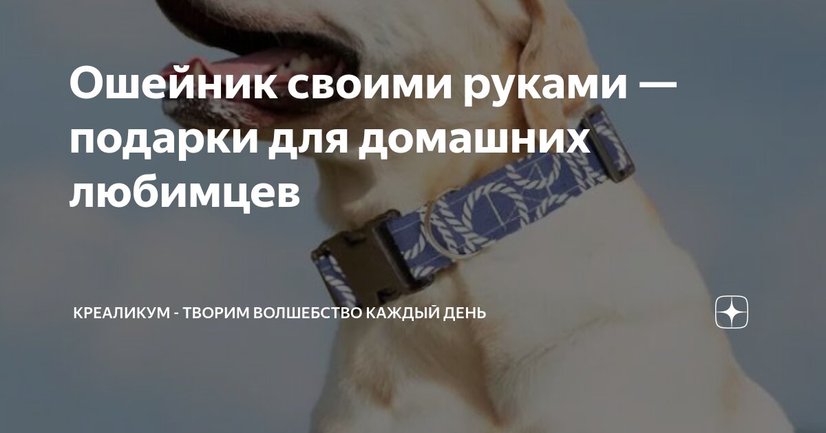 Дрессировка собак в Санкт-Петербурге с передержкой кинолога