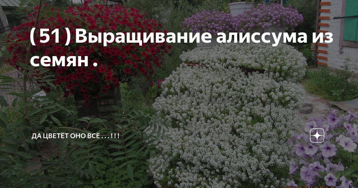 ( 51 ) Выращивание алиссума из семян . | Да цветёт оно всё ...