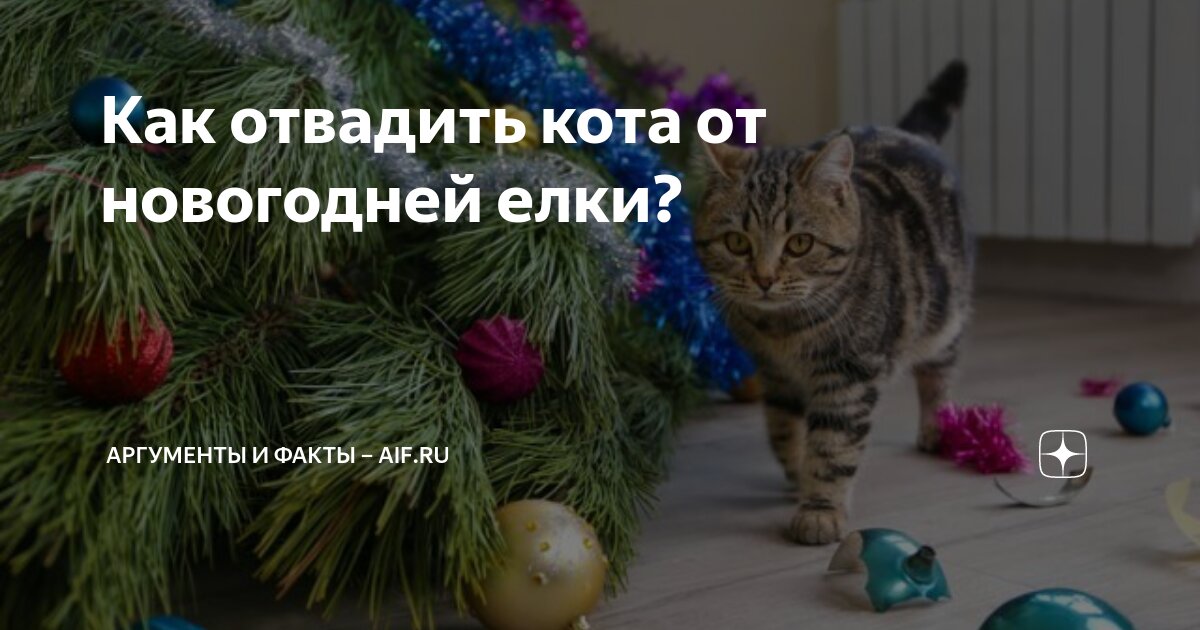 Как отвадить кота от новогодней елки? | Аргументы и факты – aif.ru | Дзен