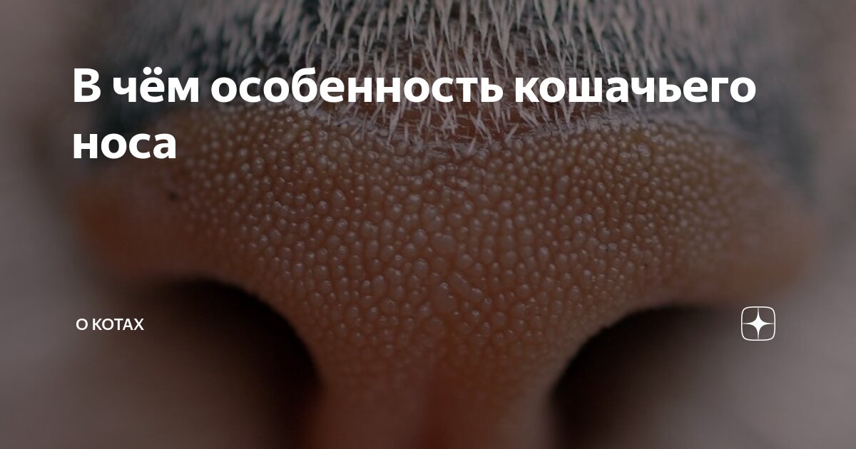 В чём особенность кошачьего носа | О котах | Дзен