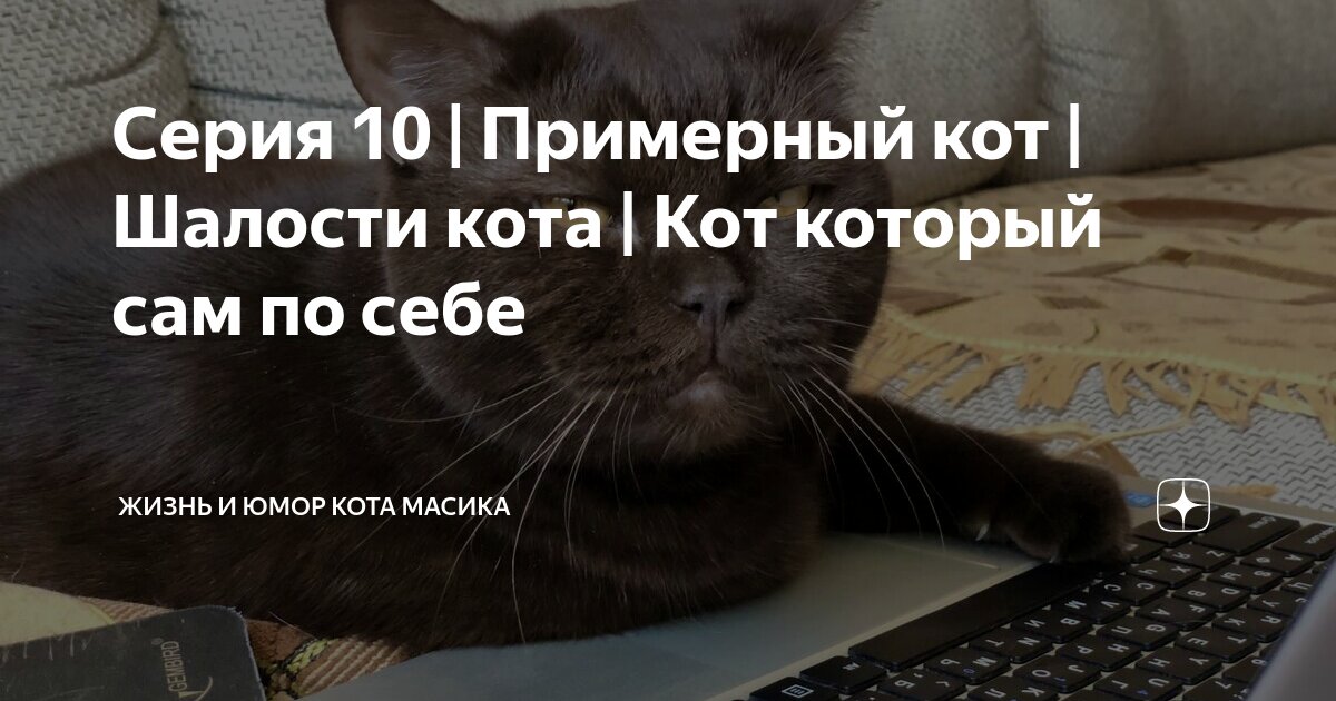 Включи котики устают