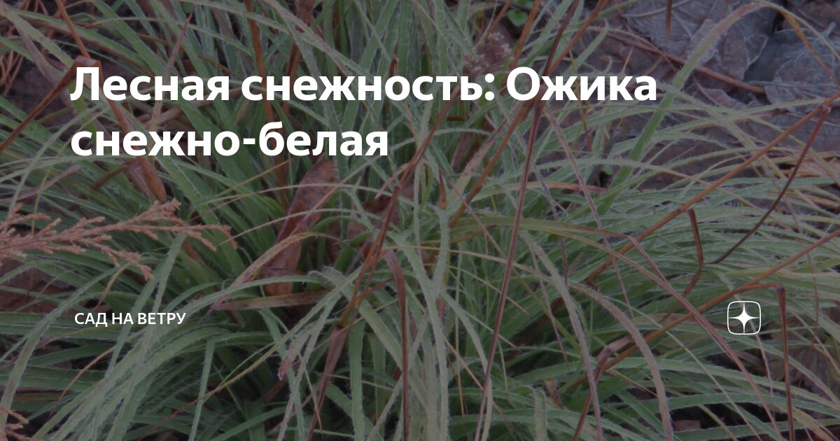 Лесная снежность: Ожика снежно-белая | Сад на ветру | Дзен