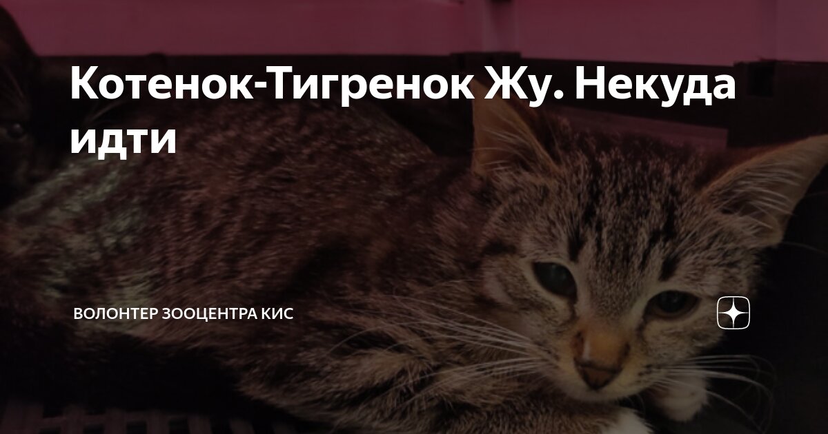 Диана остер. Пятиться. Пятится назад в басне крылова. Боязнь замкнутых пространств. Вид спорта пятится назад.