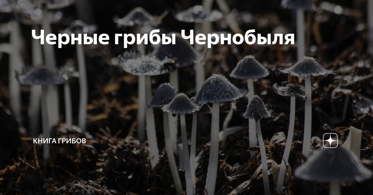 Черные грибы Чернобыля | Книга грибов | Дзен