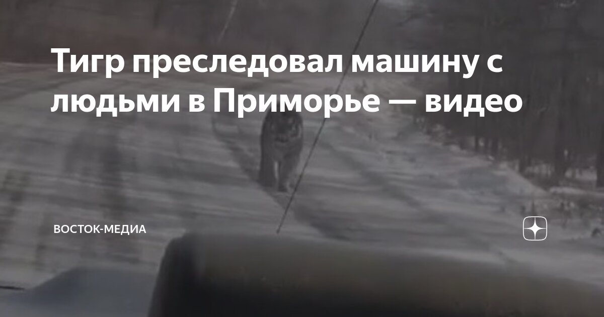 Тигр преследовал машину с людьми в Приморье — видео | Восток-Медиа | Дзен