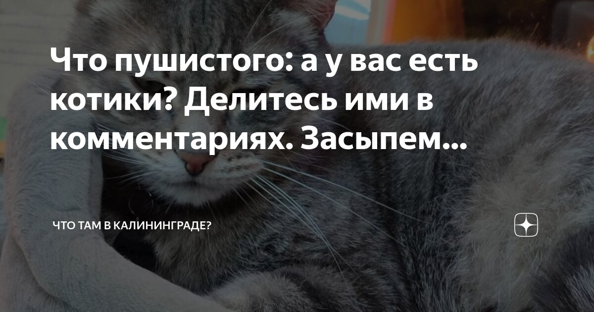 Какие там коты