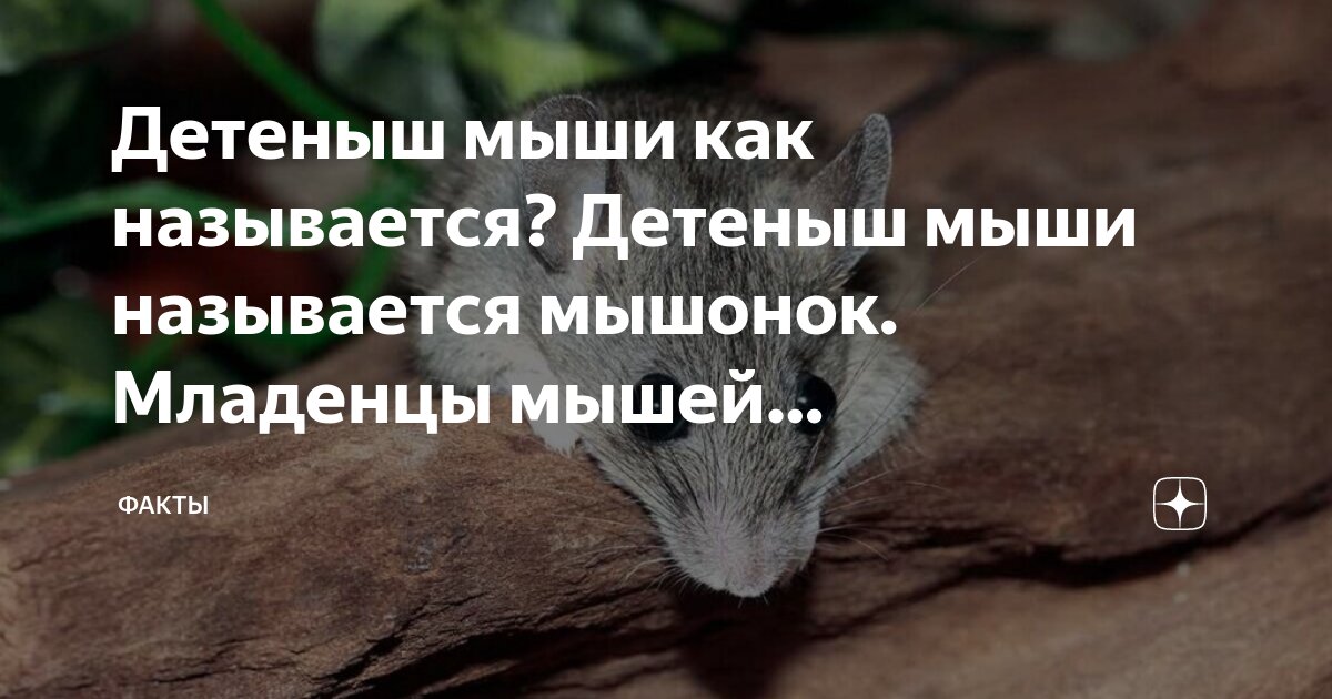Почему мышь так называется. Почему мышь так называется